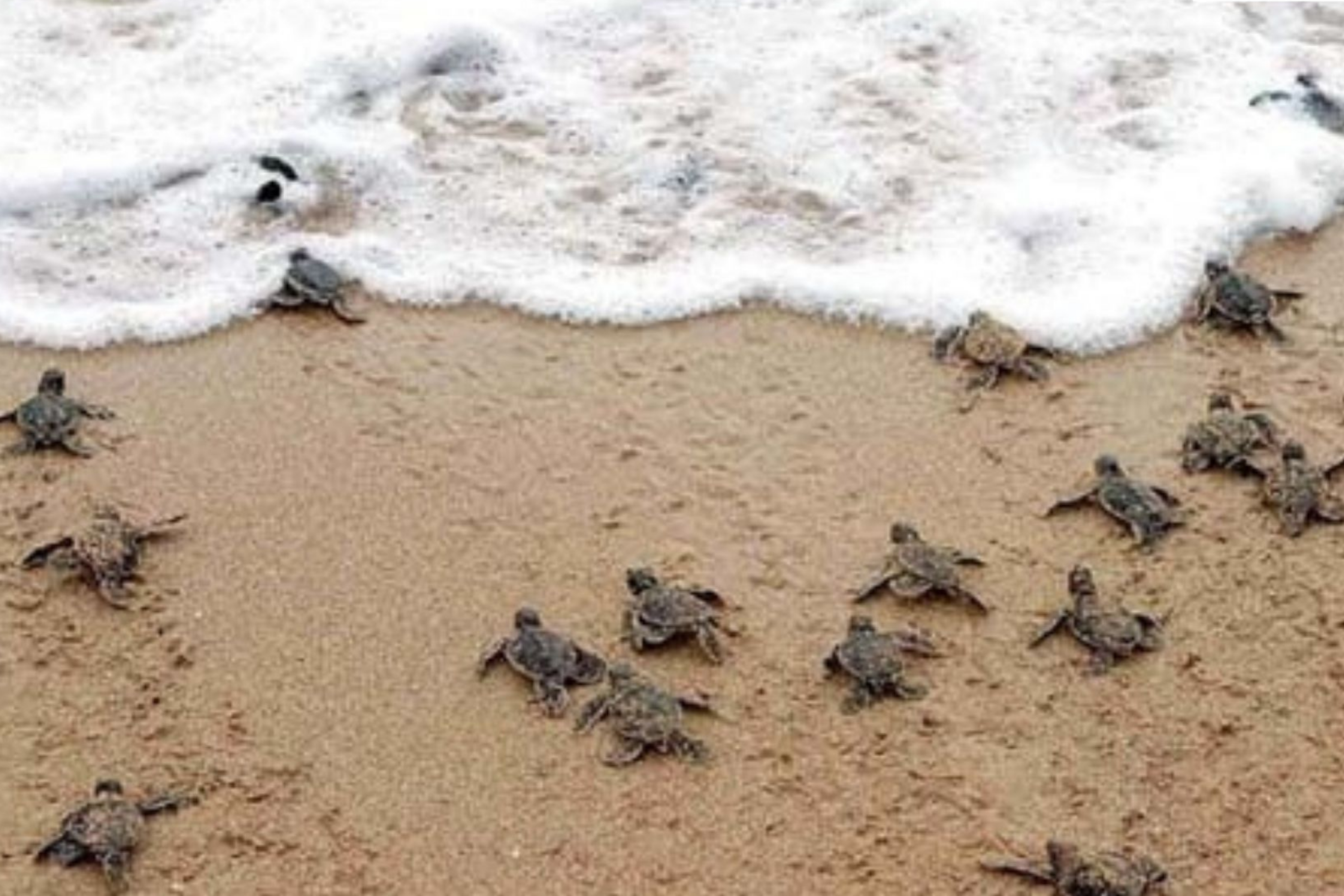 How Can an ACR Data Logger Help Protect Sea Turtles?